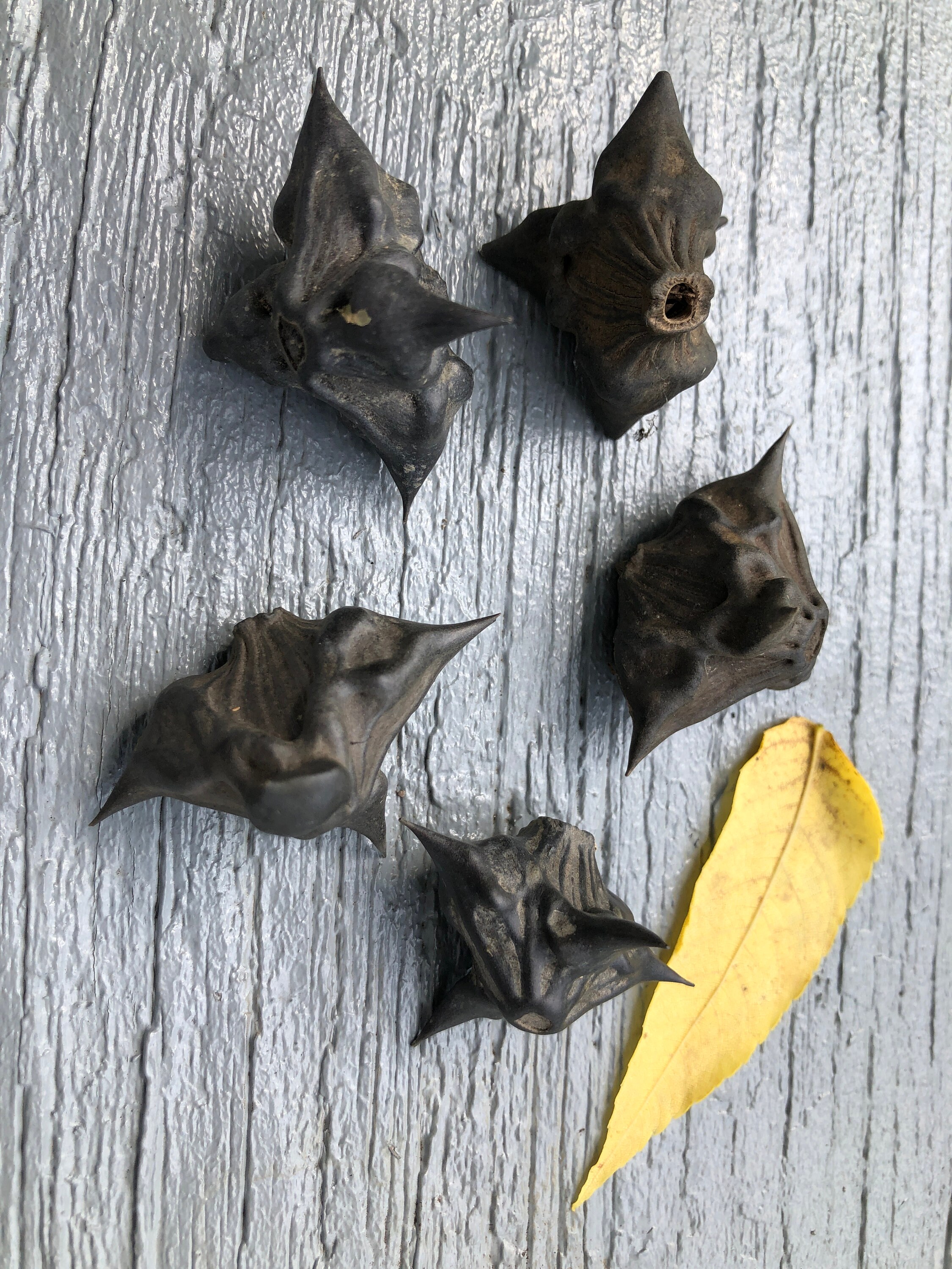 10 or 25 Count Water Chestnut Seedsbat Nutdevil Pod Seed for Etsy