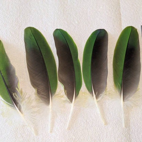 5 large black and green Amazon parrot cruelty free feathers for beading,hat making,fishing lures,headdress,macrame,crafting