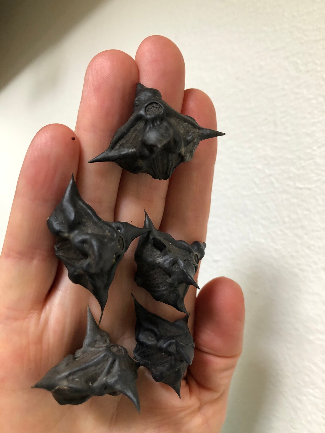 10 or 25 Count Water Chestnut Seedsbat Nutdevil Pod Seed for Etsy