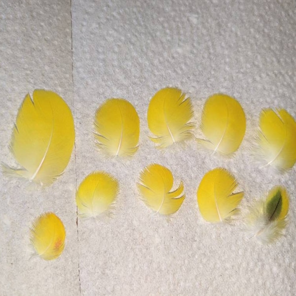 Yellow Amazon parrot head feathers for crafting,beading,fly fishing lures,macrame,dream catchers,headdress,kids art,card making