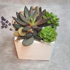 Succulent arrangement / Maritime table decoration / Natural decoration / Table decoration / Table arrangement / / Door wreath / Floral decoration / Green plants