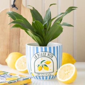 Pode incluir: Uma planta em vaso num vaso de cerâmica com riscas azuis e brancas. O vaso apresenta o texto "LA DOLCE VITA" e uma ilustração de limão. Limões e uma tábua de cortar no fundo.
