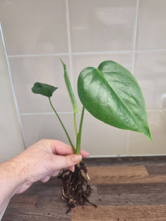 Monstera Deliciosa / Swiss Cheese Plant Cuttings Medium Well Etsy UK