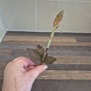 Ludisia Discolor Jewel Orchid Unrooted Cutting for propagation cutting in bloom