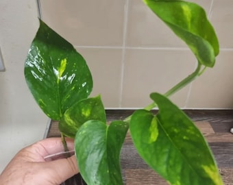 Golden pothos plant, Well Rooted plant | Epipremnum aureum Devils ivy | unrooted cuttings| 2-3 leaf cuttings | 4-5 leaf cuttings