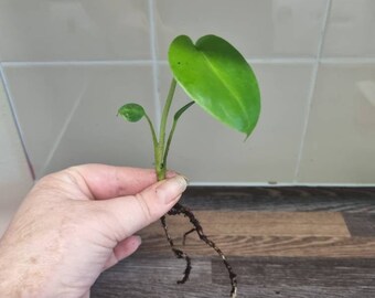 Monstera Deliciosa / Swiss Cheese Baby Plant Cutting - Rooted