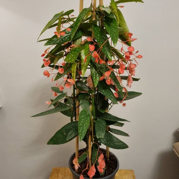 Begonia Albopicta Begonia Unrooted cutting Rare House plant Cutting
