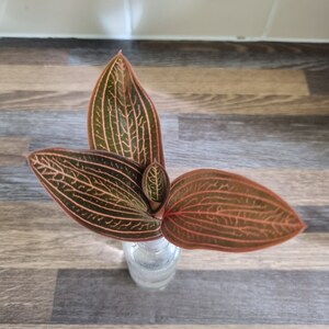 Ludisia Discolor | Jewel Orchid Unrooted Cutting for propagation | medium