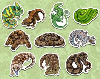 Exotic Pets Etsy