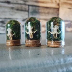 Vole Skull Curio Dome: Salvaged Bone Oddity (4cm)