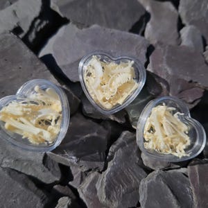 May include: Three heart-shaped clear containers filled with dried, white, delicate, skeletal remains of small animals. The containers are sitting on a bed of grey slate rocks.