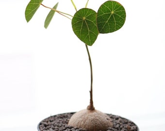 Stephania Erecta Bulbs (Caudex), House Plant, Easy Care, Less Water, Low Sunlight Plant, Beautiful Plant