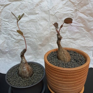 Phyllanthus Mirabilis, Low light, Low water, Low maintenance bulbs/plant, Indoor plants, Rare house plants from Thailand image 1