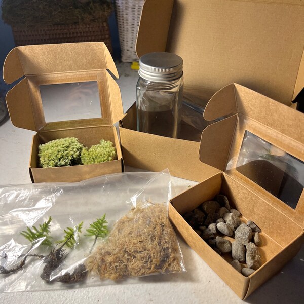 DIY Live little tree moss terrarium kit | climacium Americanum moss