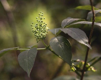 Scarlet Elderberry Flower Essence