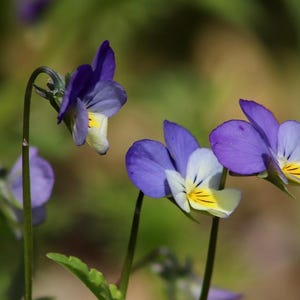 Esencia de flor de violeta silvestre