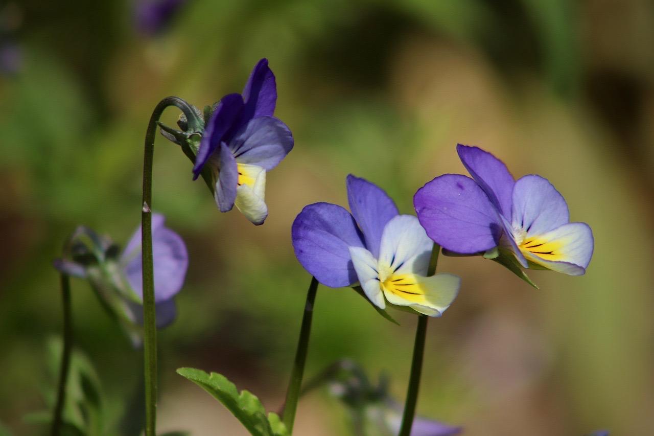 Wild Violet Flower Essence