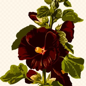 Black Hollyhock Flower Essence