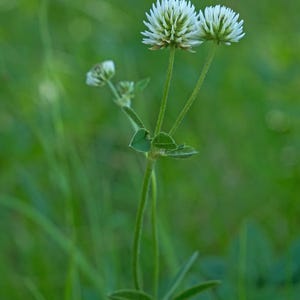 White Clover Flower Essence