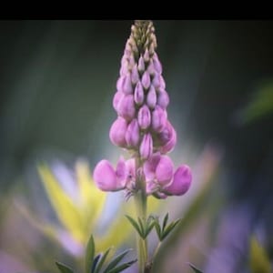Esencia de flor de lupino
