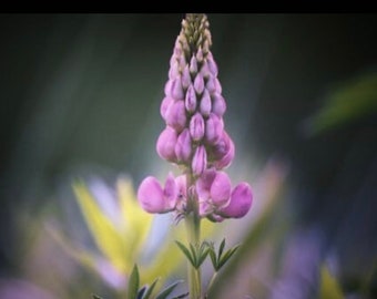 Lupine Flower Essence