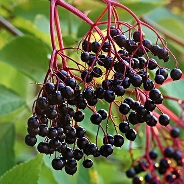 Elderberry Spice Black Tea