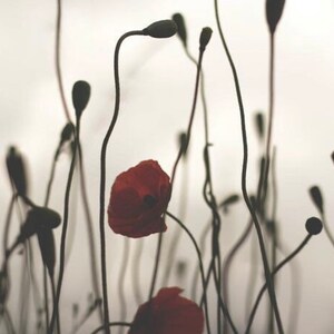 Esencia de flor de amapola