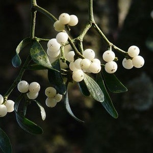 Mistletoe  Tea