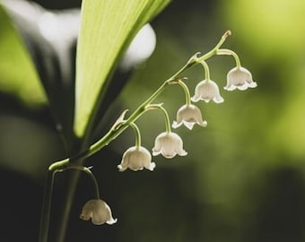 Lilly of the Valley Flower Essence