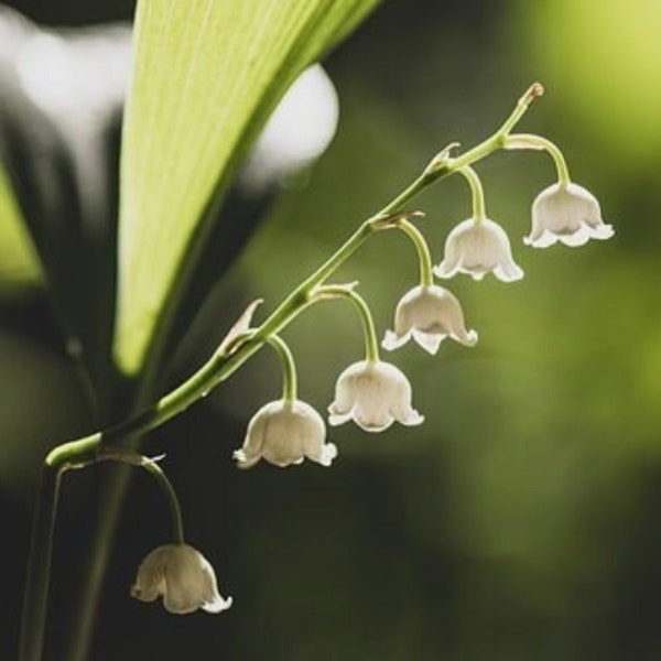 Lilly of the Valley Flower Essence