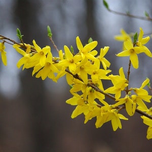 Forsythia-bloemessentie