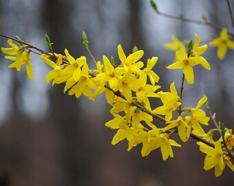 Forsythia Flower Essence