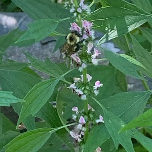 Motherwort Flower Essence