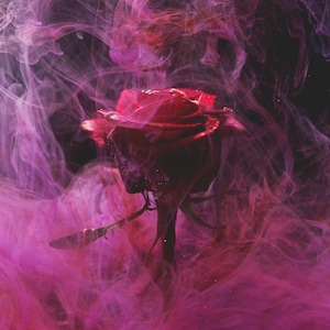 Wild Rose Flower Essence
