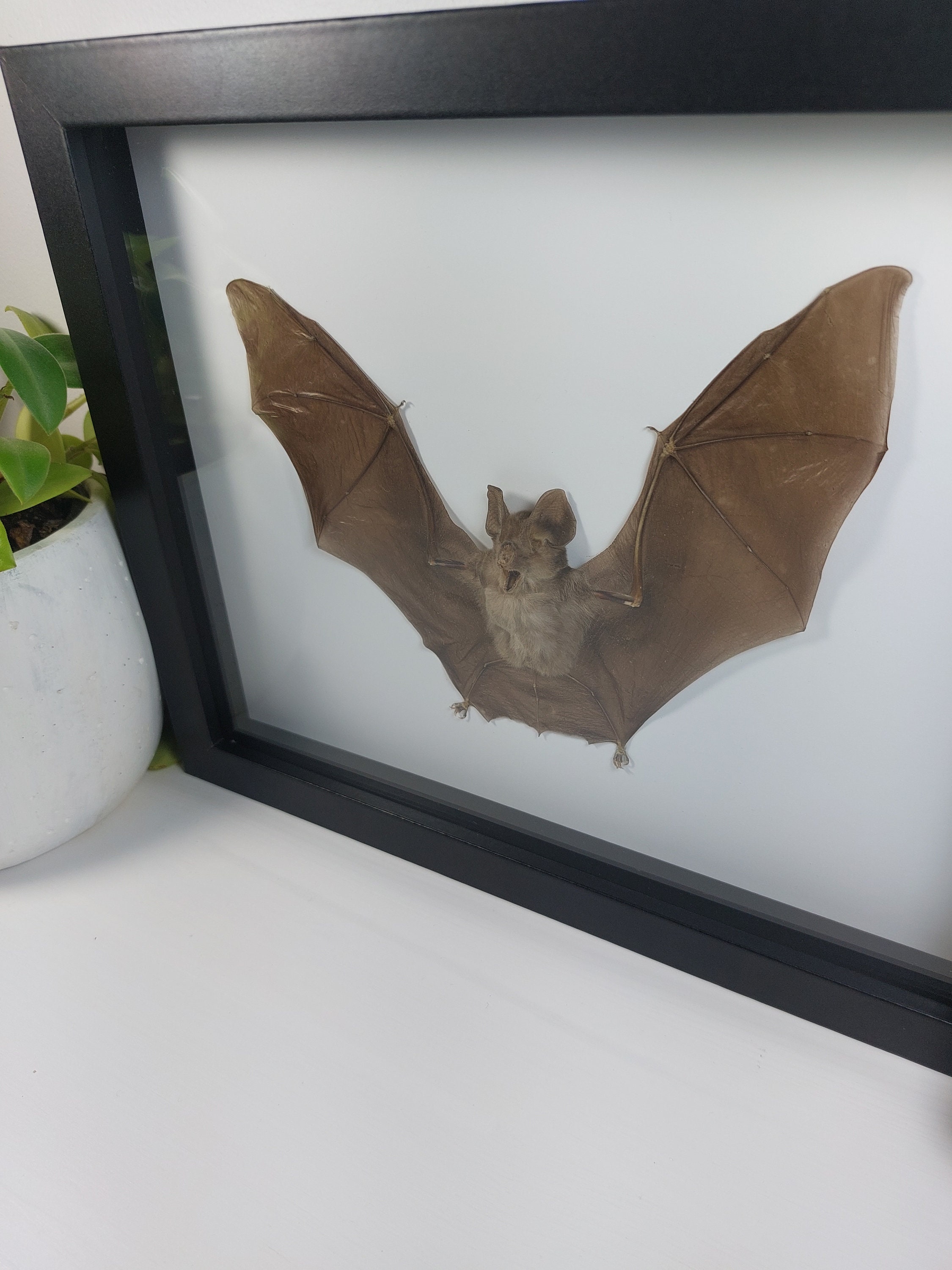 Real Framed bat Rhinolophus Lepidus Refulgens bat art real bats Gothic