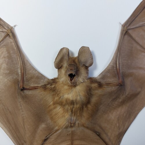 Real Framed bat Rhinolophus Lepidus Refulgens bat art real bats Gothic