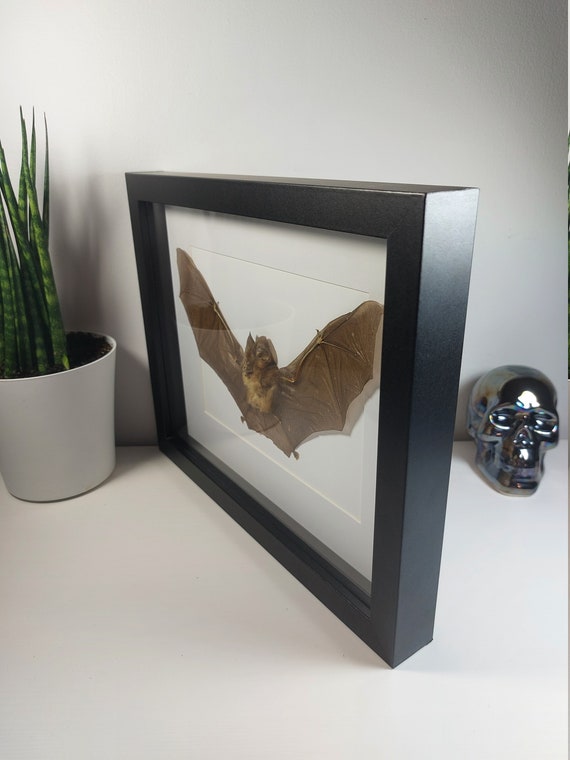 Real Framed bat Rhinolophus Lepidus Refulgens bat art real bats Gothic