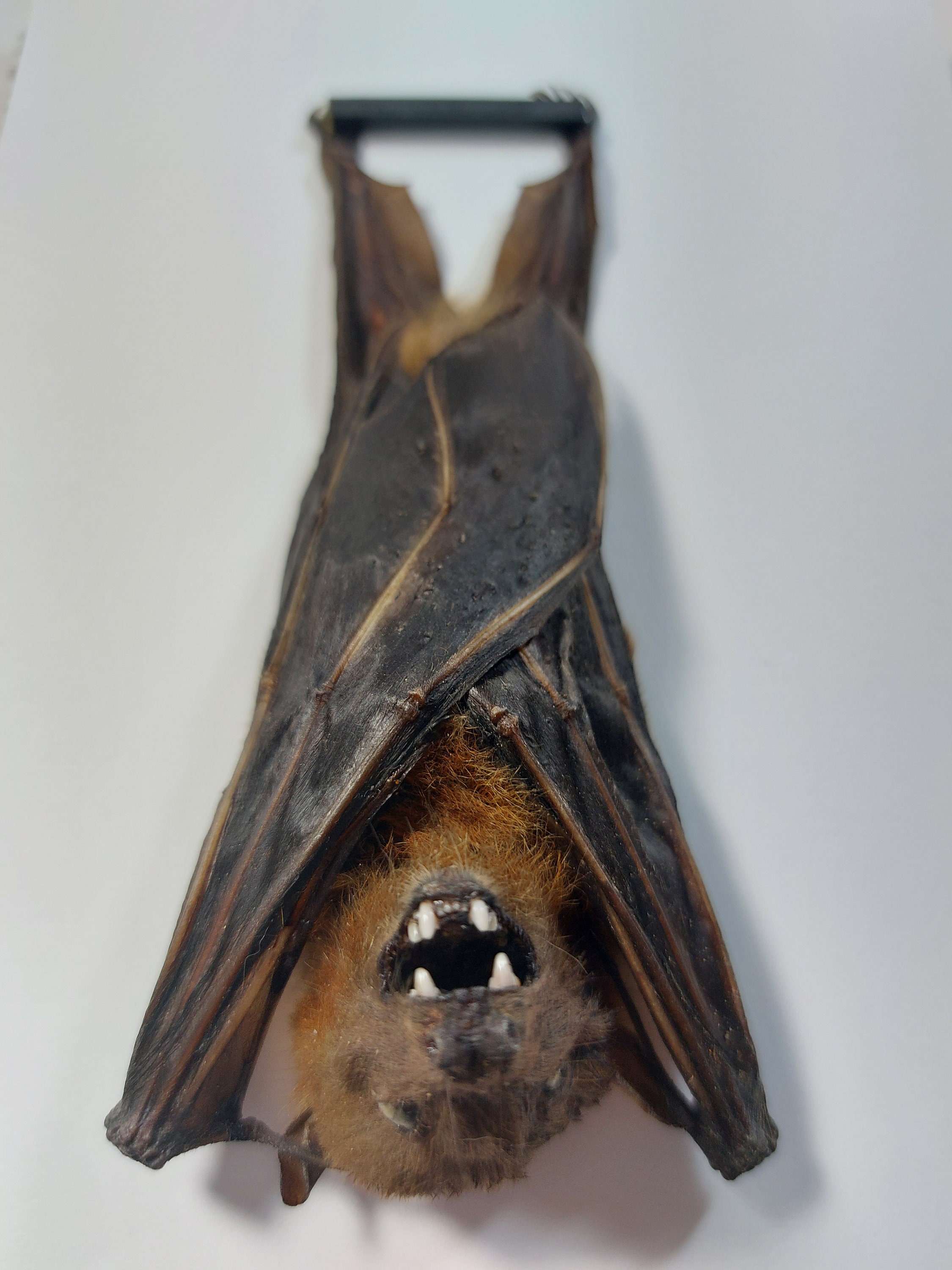 Real Faamed Hanging Bat Cynopterus Minutus real faamed bat minute fauit