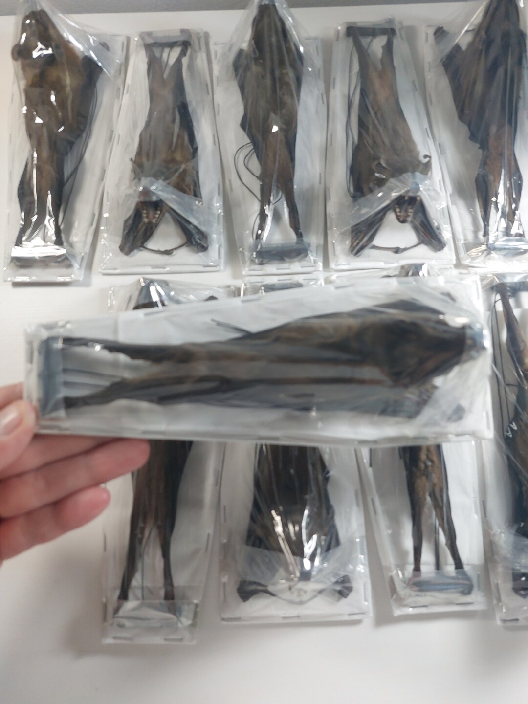 Real Hanging Bat Cynopterus Sphinx Unmounted Bat Specimen Bat Taxidermy