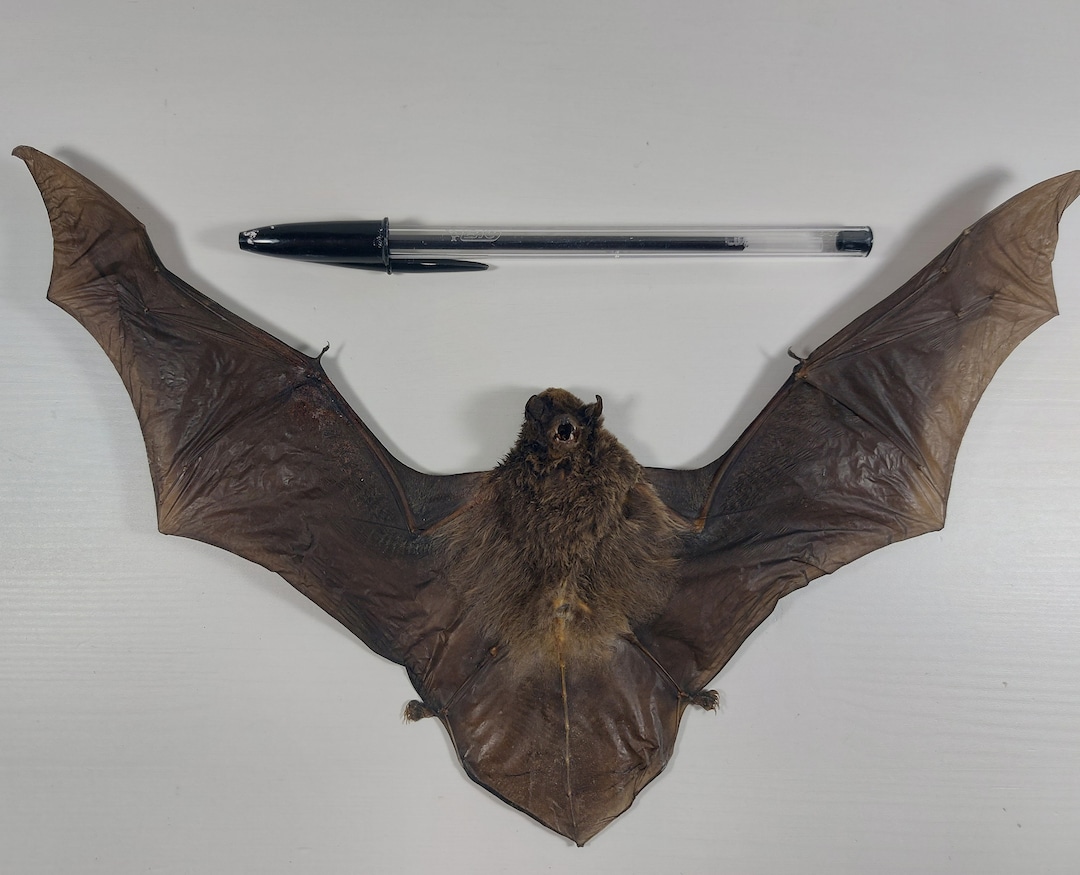 Real Bat Miniopterus Medius Large Bat Real Bat Specimen Real Taxidermy ...
