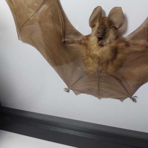 Real Framed bat Rhinolophus Lepidus Refulgens bat art real bats Gothic