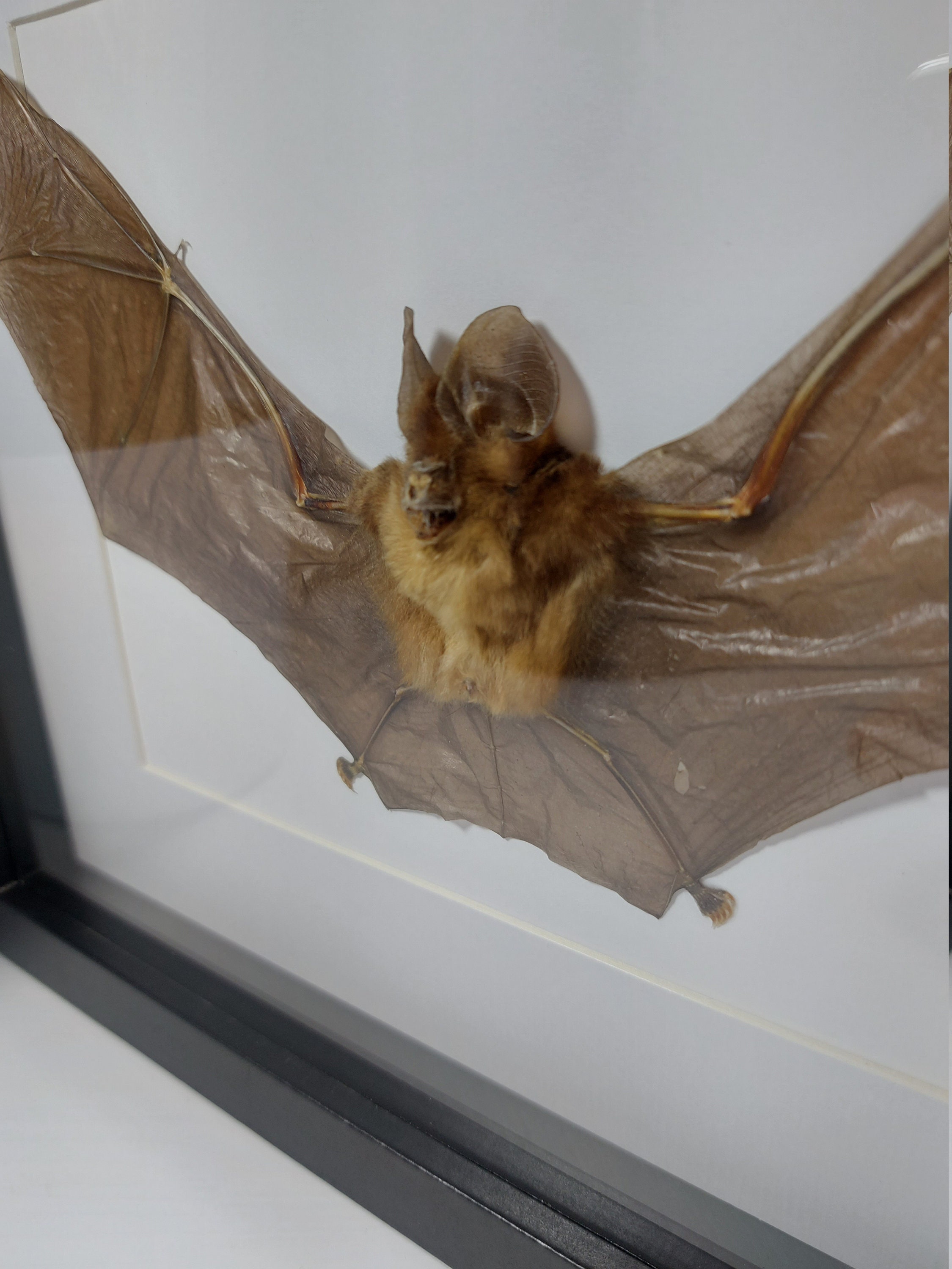 Real Framed bat Rhinolophus Lepidus Refulgens bat art real bats Gothic