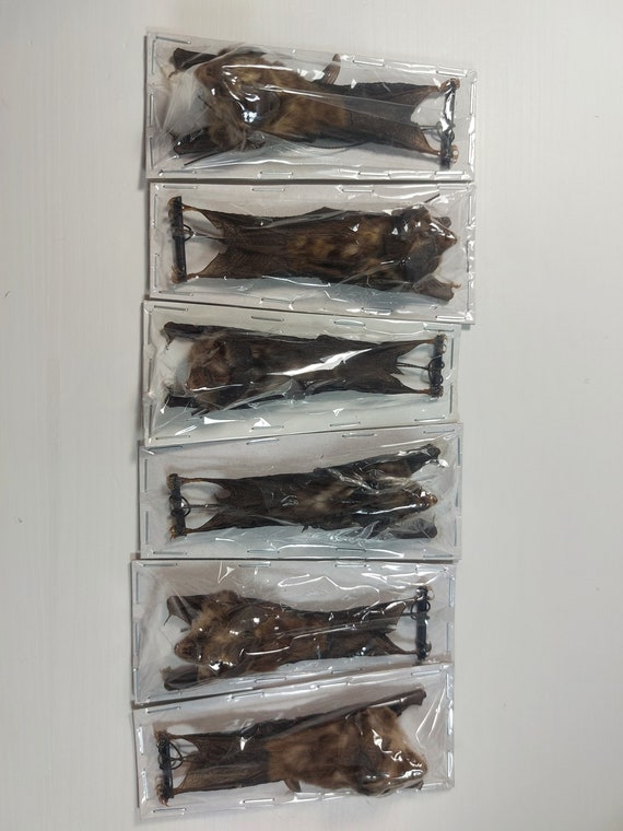 Real Hanging Bat Rhinolophus Lepidus Taxidermy Blyth's Etsy