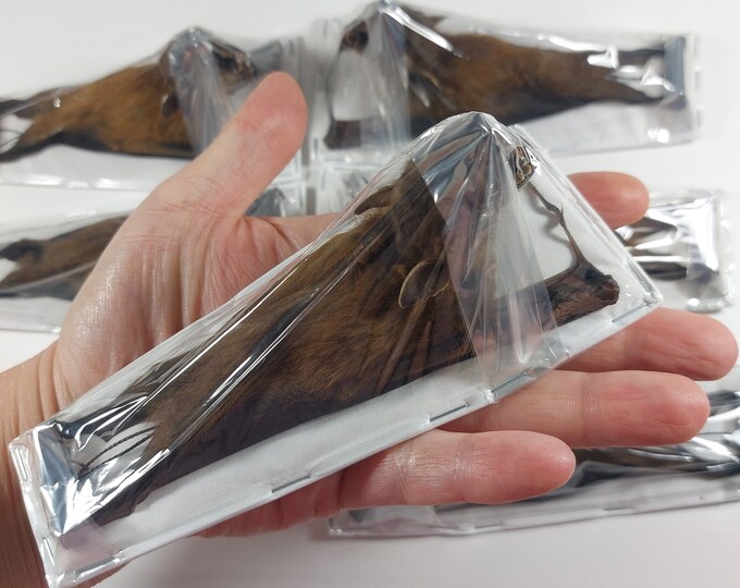 Real Bat Cynopterus Brachyotis Real Hanging Bat Taxidermy Lesser Short