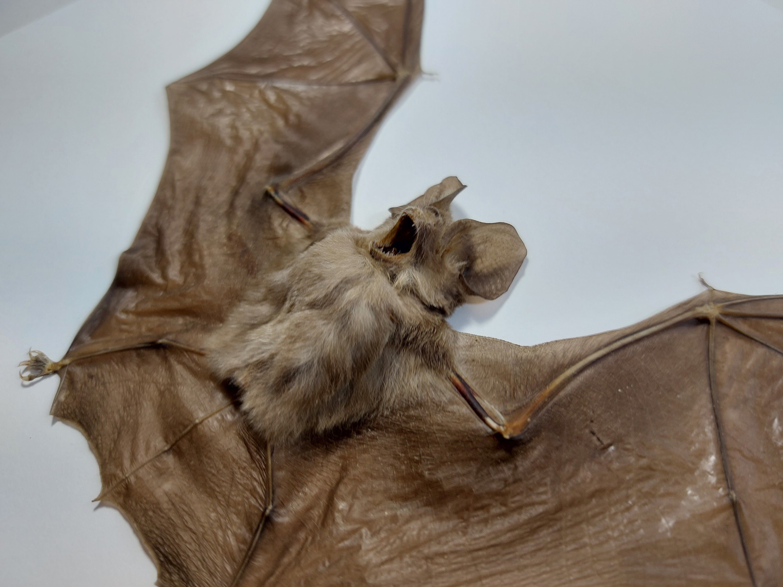 Real Framed bat Rhinolophus Lepidus Refulgens bat art real bats Gothic