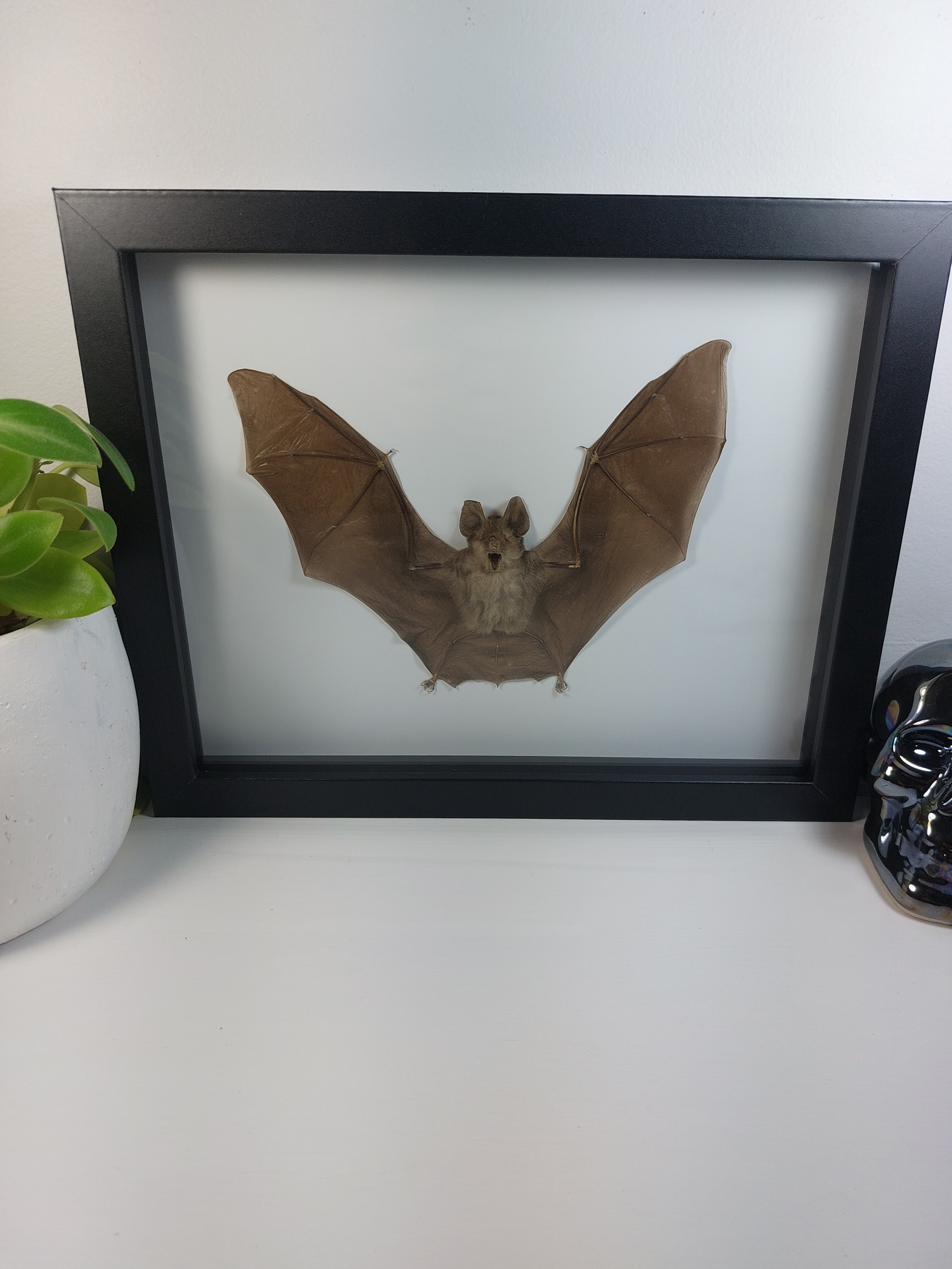 Real Framed bat Rhinolophus Lepidus Refulgens bat art real bats Gothic
