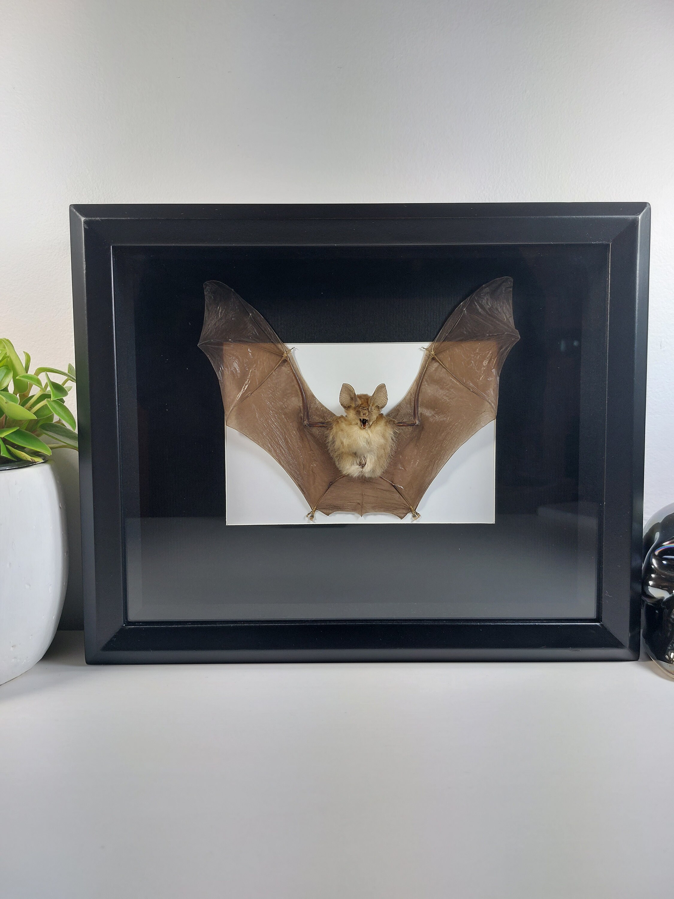 Real Framed bat Rhinolophus Lepidus Refulgens bat art real bats Gothic