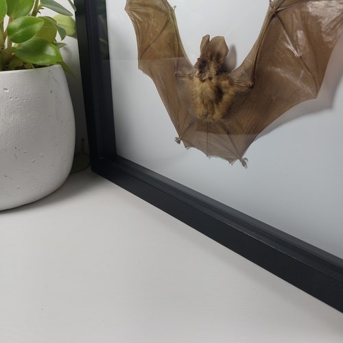 Real Framed bat Rhinolophus Lepidus Refulgens bat art real bats Gothic