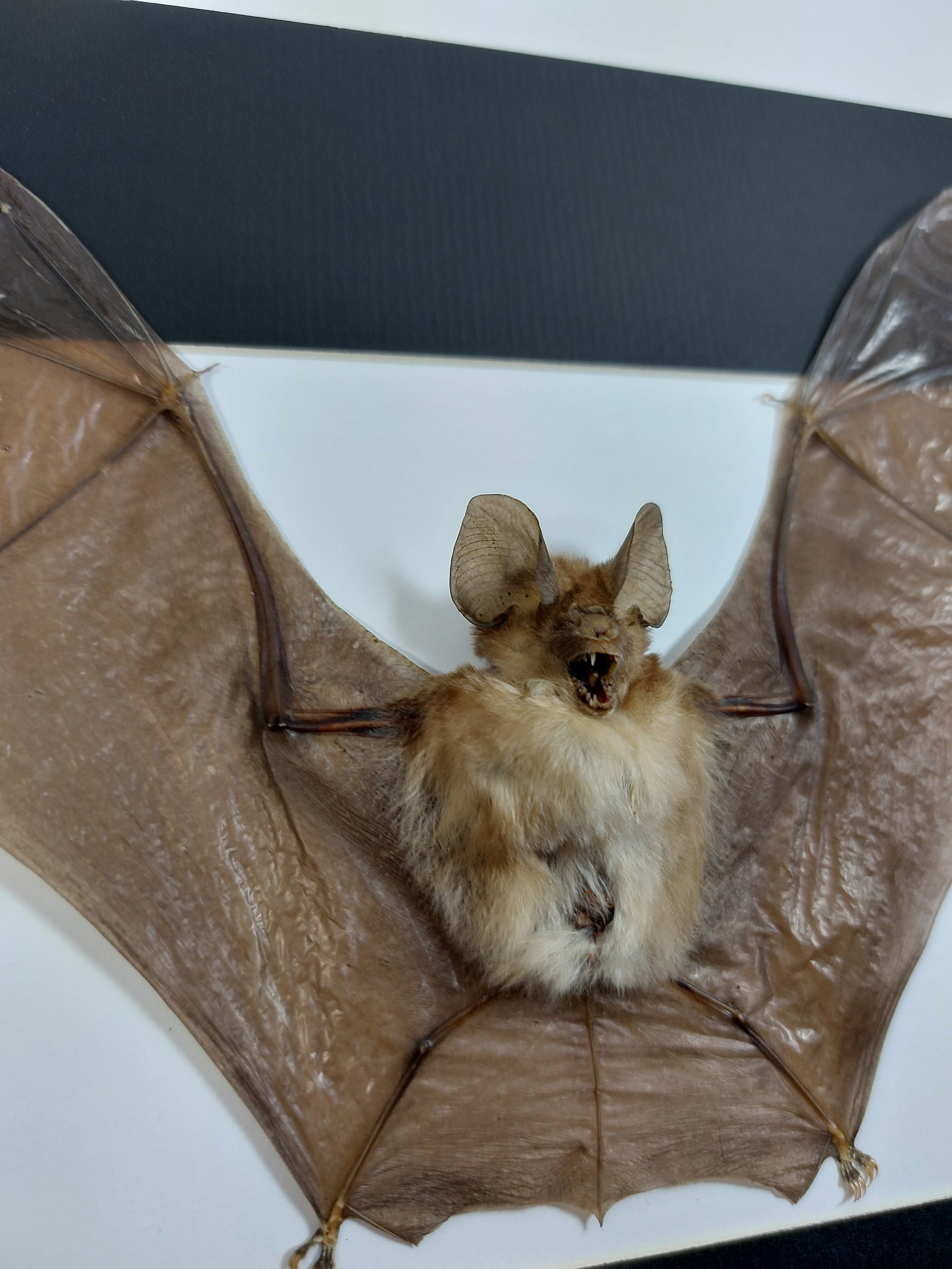 Real Framed bat Rhinolophus Lepidus Refulgens bat art real bats Gothic