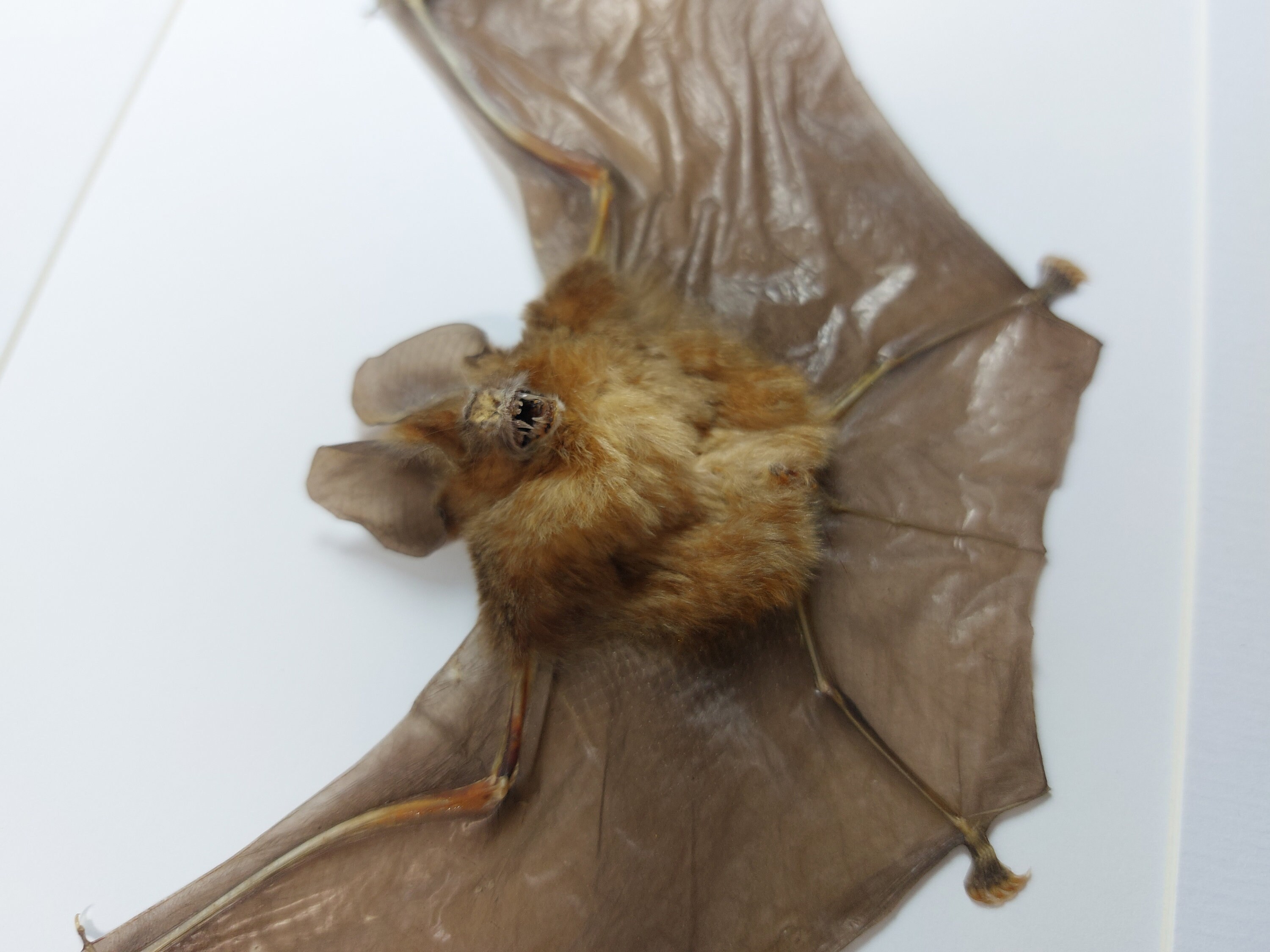 Real Framed bat Rhinolophus Lepidus Refulgens bat art real bats Gothic